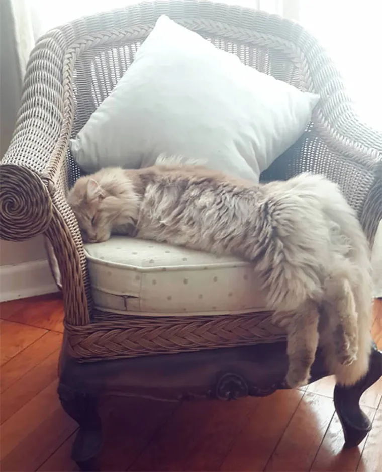 Maine Coon mačka je jedna od najvećih udomaćenih pasmina mačaka. Zapravo, rekord za "najdužu mačku" u Guinnessovoj knjizi rekorda 2010. godine držao je Stewie, kojem je izmjerena dužina od 1234 centimetra od vrha nosa do kraja repa.  Mužjaci mogu težiti i gotovo 16 kilograma.