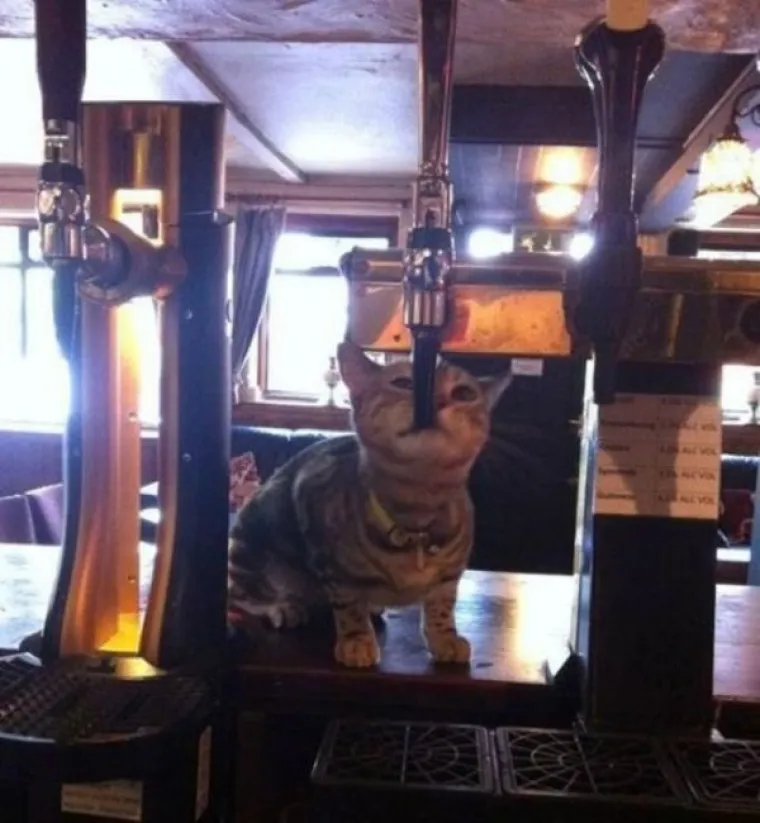 ALKOHOL JE SUPER STVAR! To su i oni mislili, a onda su se otrijeznili i vidjeli ove fotke