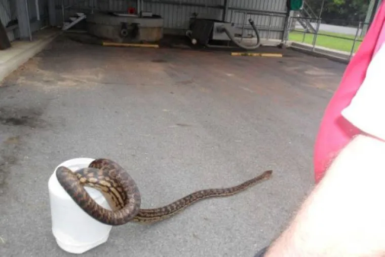 SAMO U AUSTRALIJI VAS OVO MOŽE DOČEKATI U SPAVAĆOJ SOBI: Supruga kaže da joj je to ipak preveliko