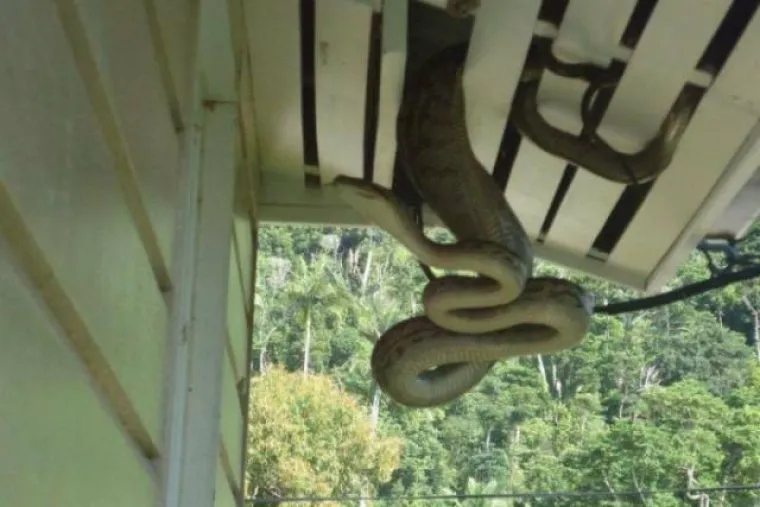 SAMO U AUSTRALIJI VAS OVO MOŽE DOČEKATI U SPAVAĆOJ SOBI: Supruga kaže da joj je to ipak preveliko