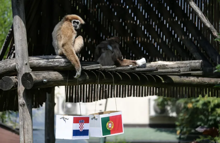 Nepogre&scaron;ivi gibon Kenti predviđa jo&scaron; jednu pobjedu: Vatreni će Portuglace poslati doma