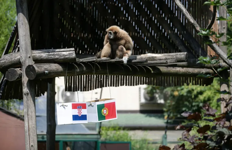 Nepogre&scaron;ivi gibon Kenti predviđa jo&scaron; jednu pobjedu: Vatreni će Portuglace poslati doma