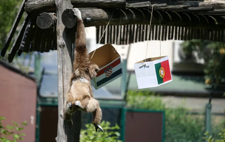 Nepogre&scaron;ivi gibon Kenti predviđa jo&scaron; jednu pobjedu: Vatreni će Portuglace poslati doma