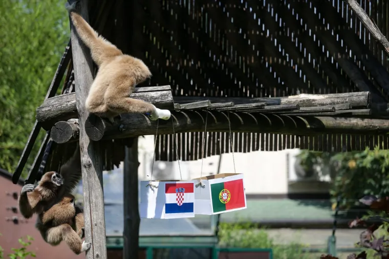 Nepogre&scaron;ivi gibon Kenti predviđa jo&scaron; jednu pobjedu: Vatreni će Portuglace poslati doma