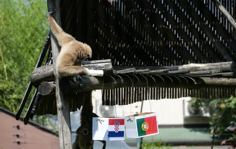 Nepogre&scaron;ivi gibon Kenti predviđa jo&scaron; jednu pobjedu: Vatreni će Portuglace poslati doma