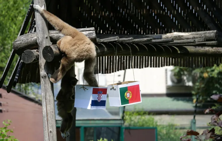 Nepogre&scaron;ivi gibon Kenti predviđa jo&scaron; jednu pobjedu: Vatreni će Portuglace poslati doma