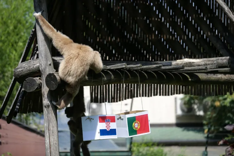 Nepogre&scaron;ivi gibon Kenti predviđa jo&scaron; jednu pobjedu: Vatreni će Portuglace poslati doma