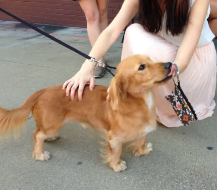 Jazavčar i zlatni retriver