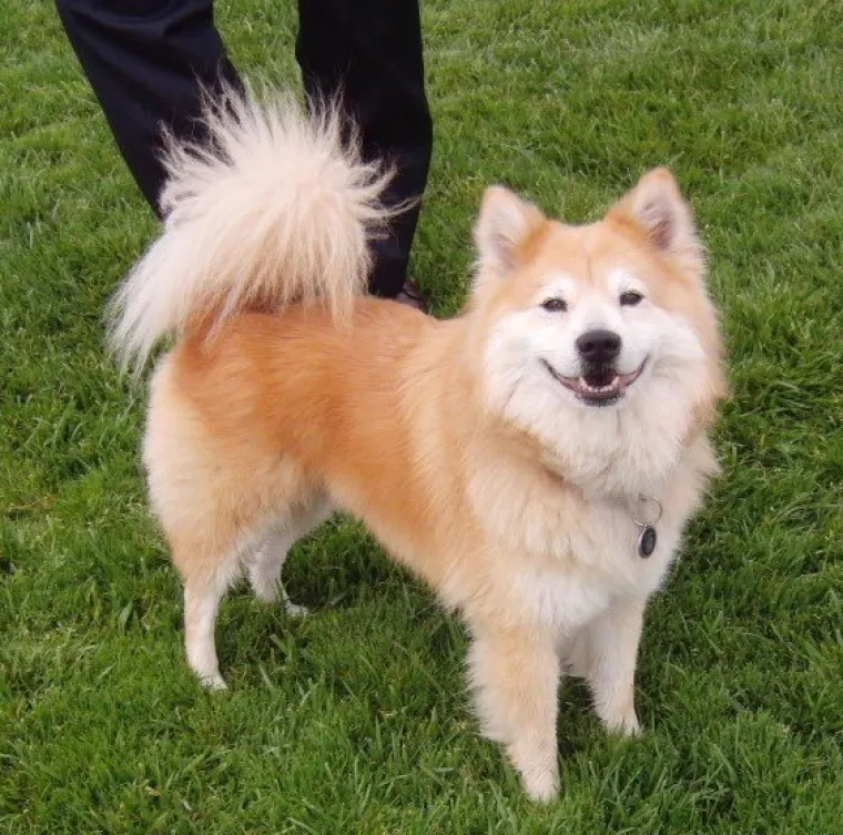 Čau čau i shiba inu