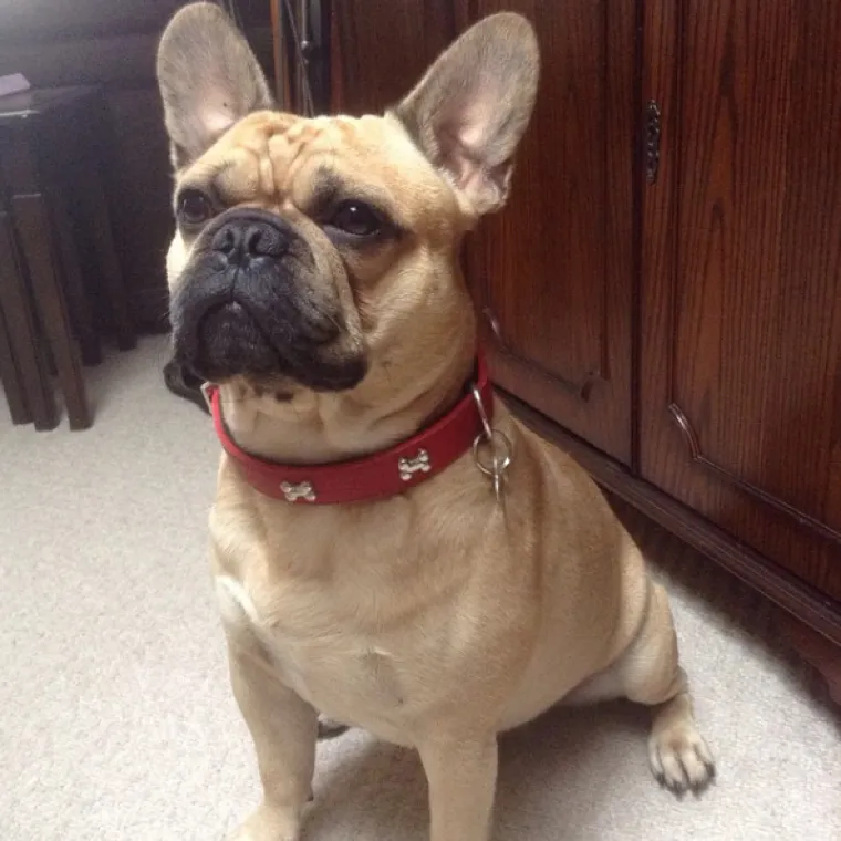 Francuski buldog i mops