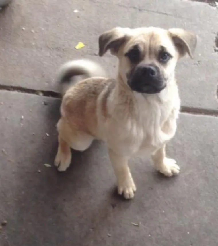 Njemački ovčar i mops