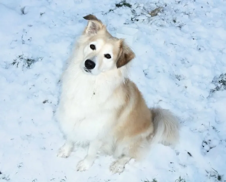 Border koli i retriver