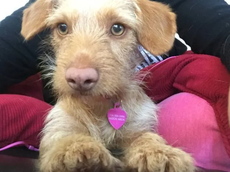 Jazavčar i chihuahua