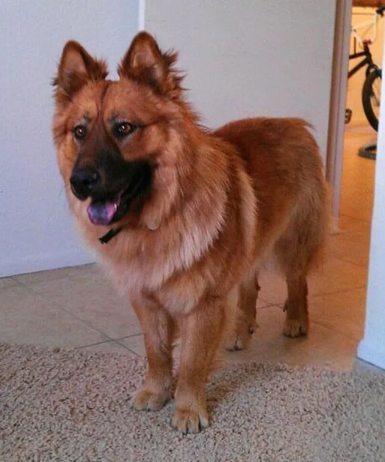 Njemački ovčar i čau čau