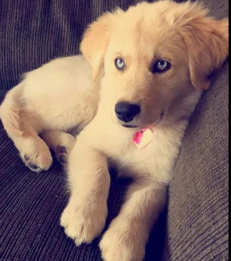 Haski i zlatni retriver