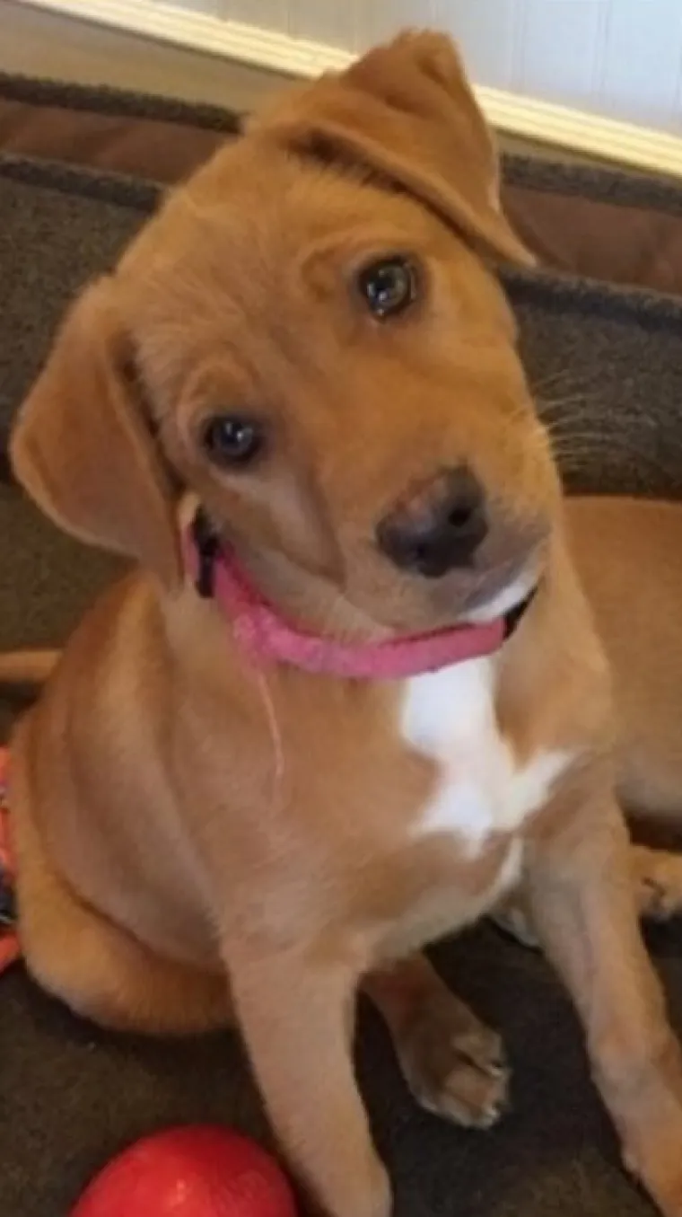 Zlatni retriver i pitbul