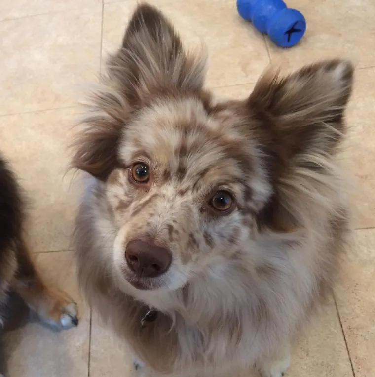 Australski ovčar i njemački &scaron;pic