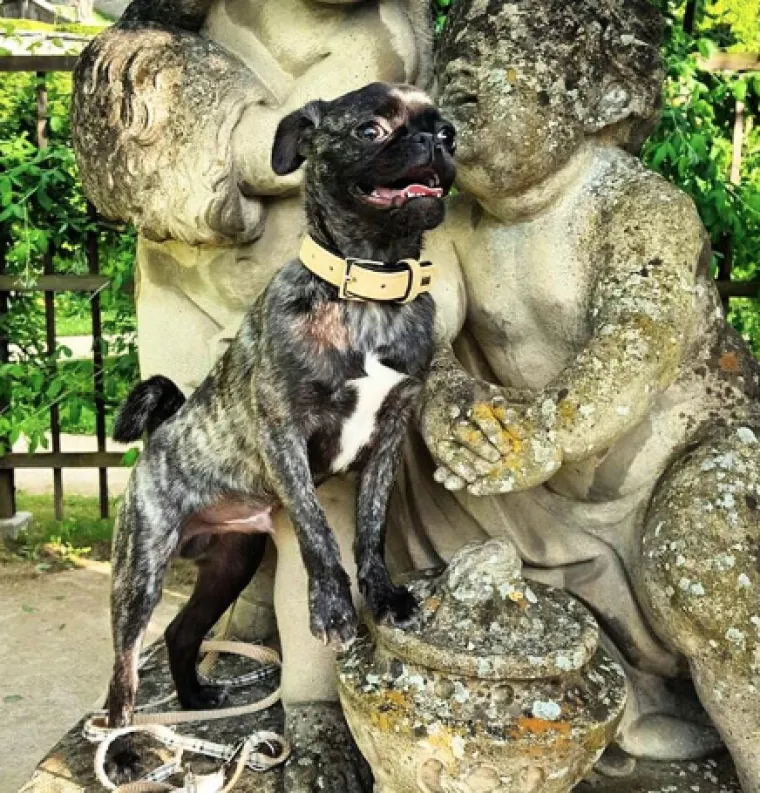 Briselski grifon i mops