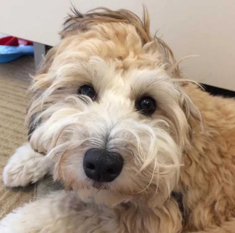 Pudl i p&scaron;enični terijer