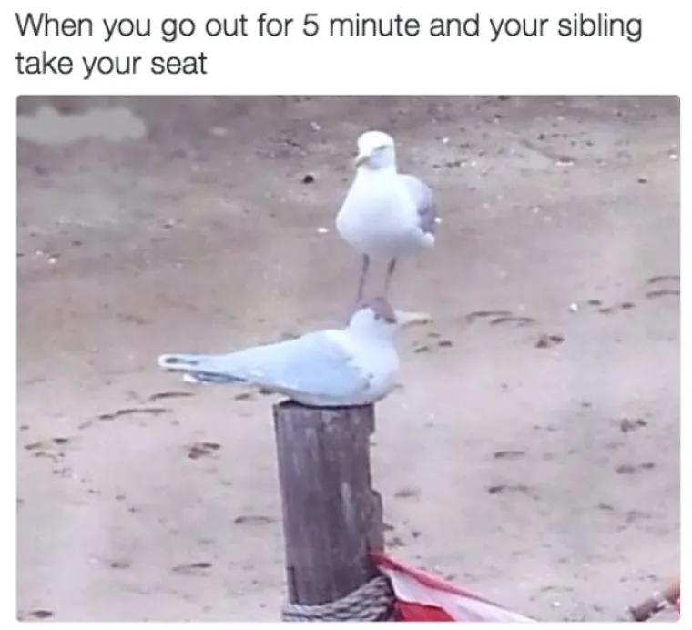 Naučite se boriti za svoje stvari, a ovako izgleda kada nakratko odete iz prostorije i netko sjedne na va&scaron;e omiljeno mjesto.