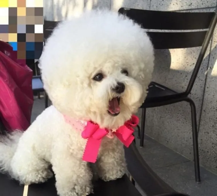 Tori je vrlo poseban kovrčavi bi&scaron;on. Njegova frizura rastopila je srca brojnih fanova na Instagramu, a sada je odlučio svratiti i do vas da vam popravi dan. Preslatkog psića pogledajte u galeriji, sigurno će vas oraspoložiti.