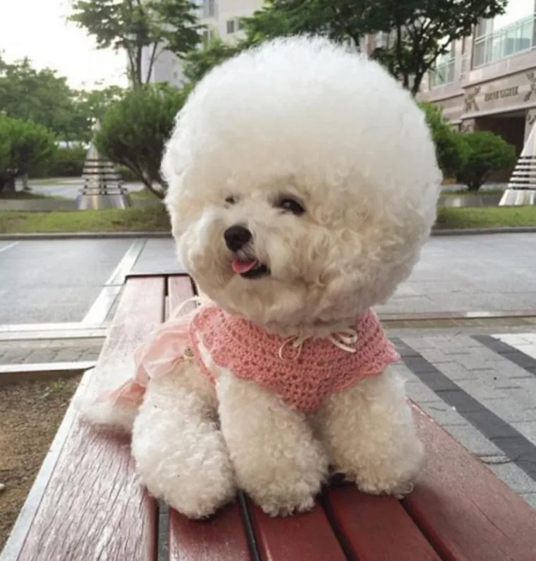 PSIĆ TOPI SRCA DILJEM SVIJETA: Kladimo se da ovako slatku frizuru jo&scaron; nikada niste vidjeli