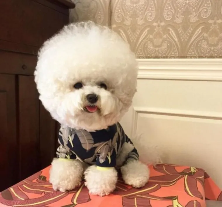 PSIĆ TOPI SRCA DILJEM SVIJETA: Kladimo se da ovako slatku frizuru jo&scaron; nikada niste vidjeli