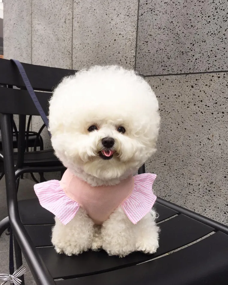 PSIĆ TOPI SRCA DILJEM SVIJETA: Kladimo se da ovako slatku frizuru jo&scaron; nikada niste vidjeli