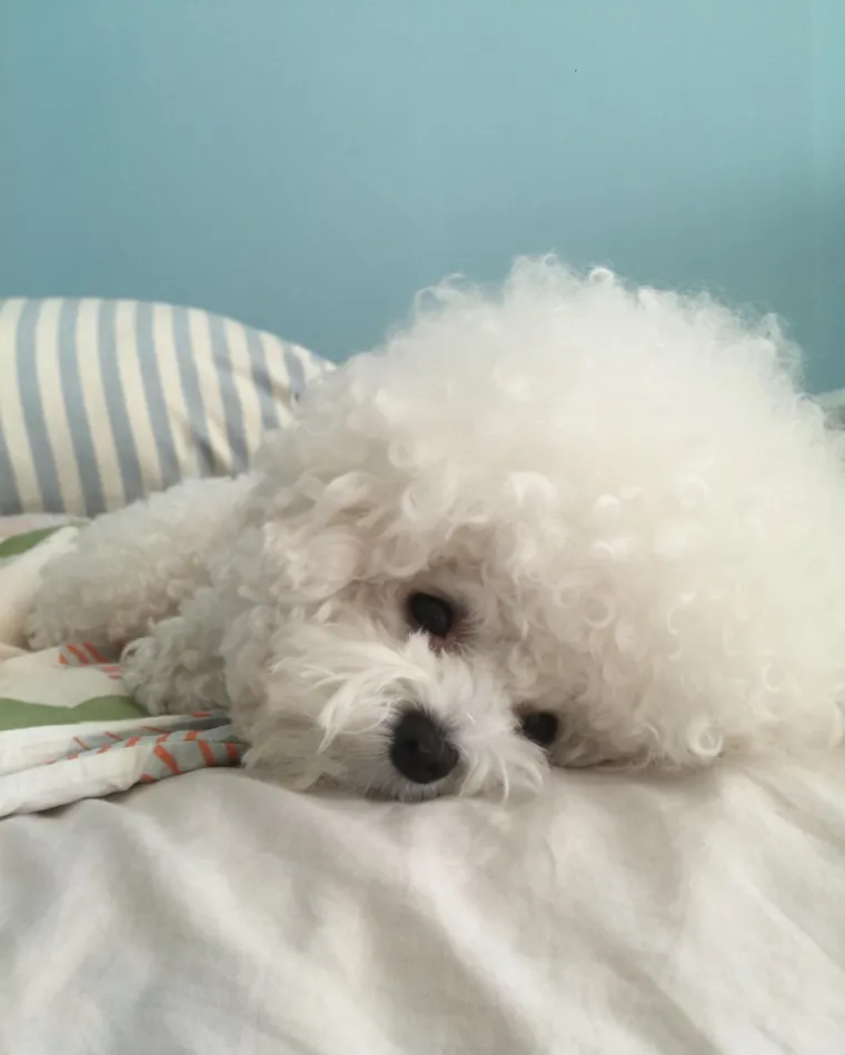 PSIĆ TOPI SRCA DILJEM SVIJETA: Kladimo se da ovako slatku frizuru jo&scaron; nikada niste vidjeli