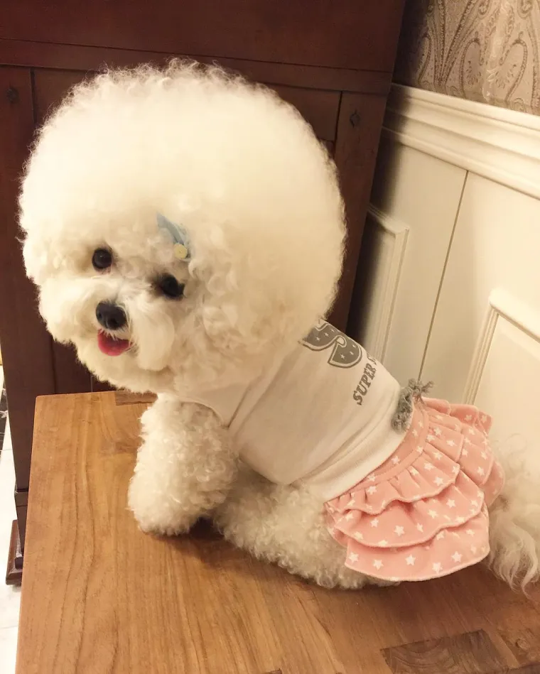 PSIĆ TOPI SRCA DILJEM SVIJETA: Kladimo se da ovako slatku frizuru jo&scaron; nikada niste vidjeli