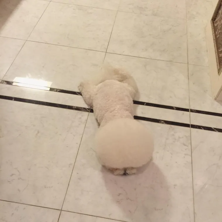 PSIĆ TOPI SRCA DILJEM SVIJETA: Kladimo se da ovako slatku frizuru jo&scaron; nikada niste vidjeli