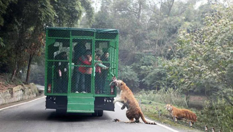 Ovaj jedinstveni zoološki vrt zove se Lehe Ledu i nalazi se u gradu Chongqing, na jugozapadu Kine.
