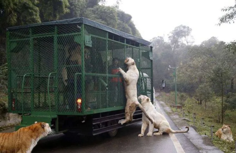 'NEMOJTE HRANITI LJUDE': Obično u kavezima budu životinje, ali u ovom zoološkom vrtu iza rešetaka su – ljudi