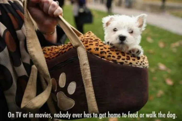 Na TV-u ili u filmovima nikada nitko ne mora kući kako bi nahranio ili pro&scaron;etao psa