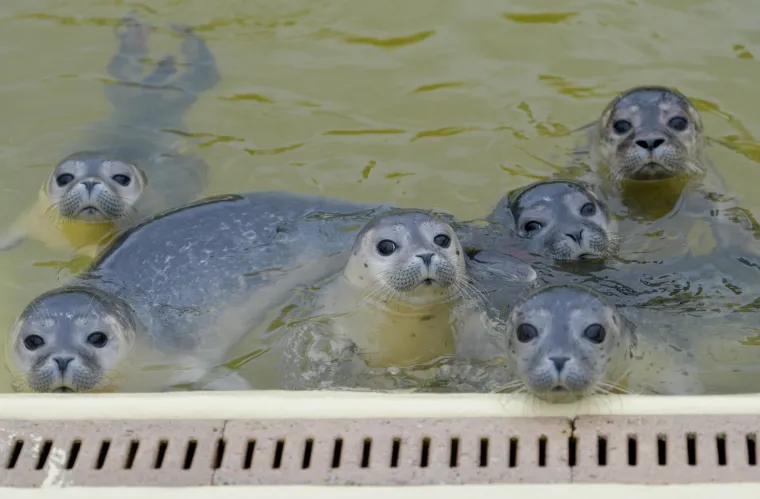 Preslatke bebe tuljani uživaju hladeći se u jezercu u njemačkom ZOO-u, pod budnim okom 'tete čuvalice'
