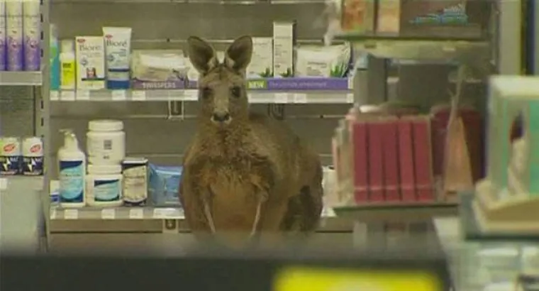 AUSTRALCIMA JE TO SVAKODNEVICA, DRUGIMA JE NOĆNA MORA: Nije za one slabog srca