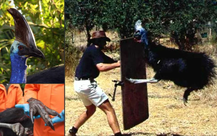 AUSTRALCIMA JE TO SVAKODNEVICA, DRUGIMA JE NOĆNA MORA: Nije za one slabog srca