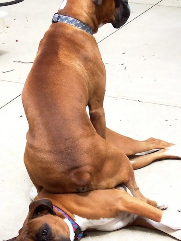 ZAVIJANJE OD SMIJEHA: Ovi psi su odlučili sjesti na druge pse i ba&scaron; ih briga