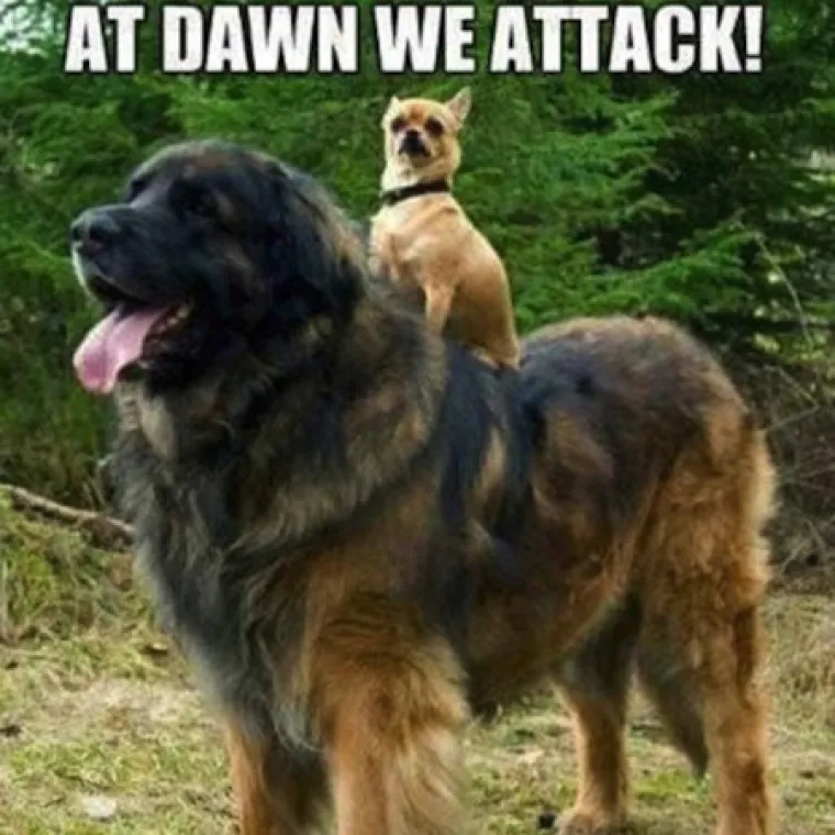 ZAVIJANJE OD SMIJEHA: Ovi psi su odlučili sjesti na druge pse i ba&scaron; ih briga