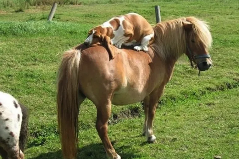 Ova zna da su psi  konji vrlo bliski rođaci