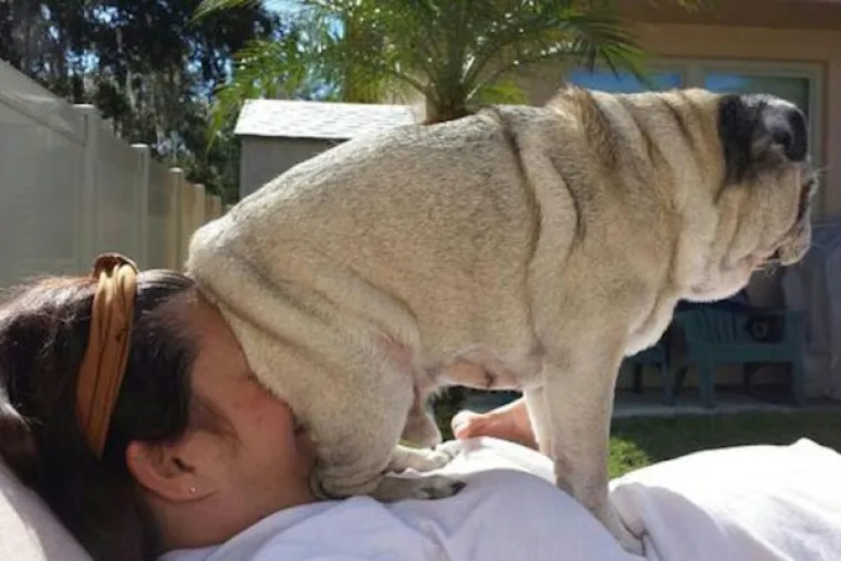 OK, ako već sjedate na životinje poput mačka ili pasa, ne trebate jo&scaron; i nos trljati o njihove stražnjice