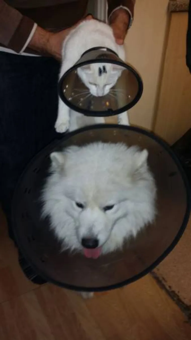 Životinje iz galerije izgledaju kao da su braća jer su istih boja, ali ima jedan problem - različitih su vrsta. Preslatke kombinacije životinja svakako pogledajte u nastavku.