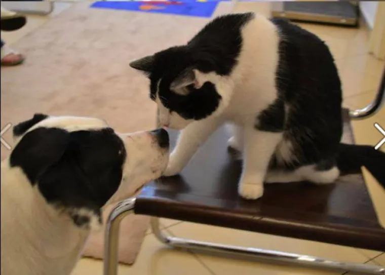 NAJČUDNIJI PAROVI ŽIVOTINJA! Imaju istog tatu, ali različite mame?