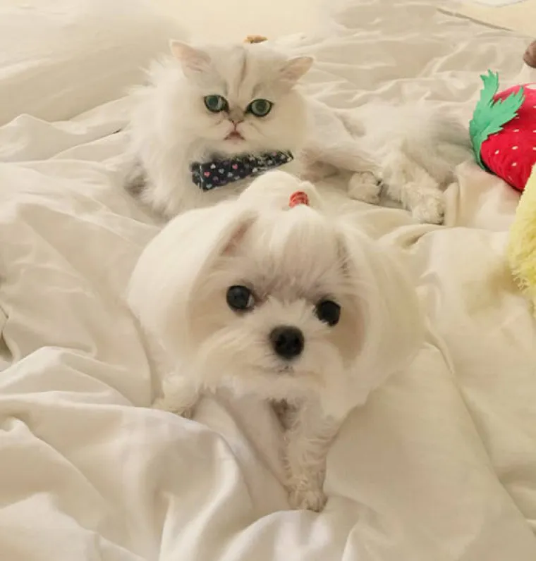 NAJČUDNIJI PAROVI ŽIVOTINJA! Imaju istog tatu, ali različite mame?