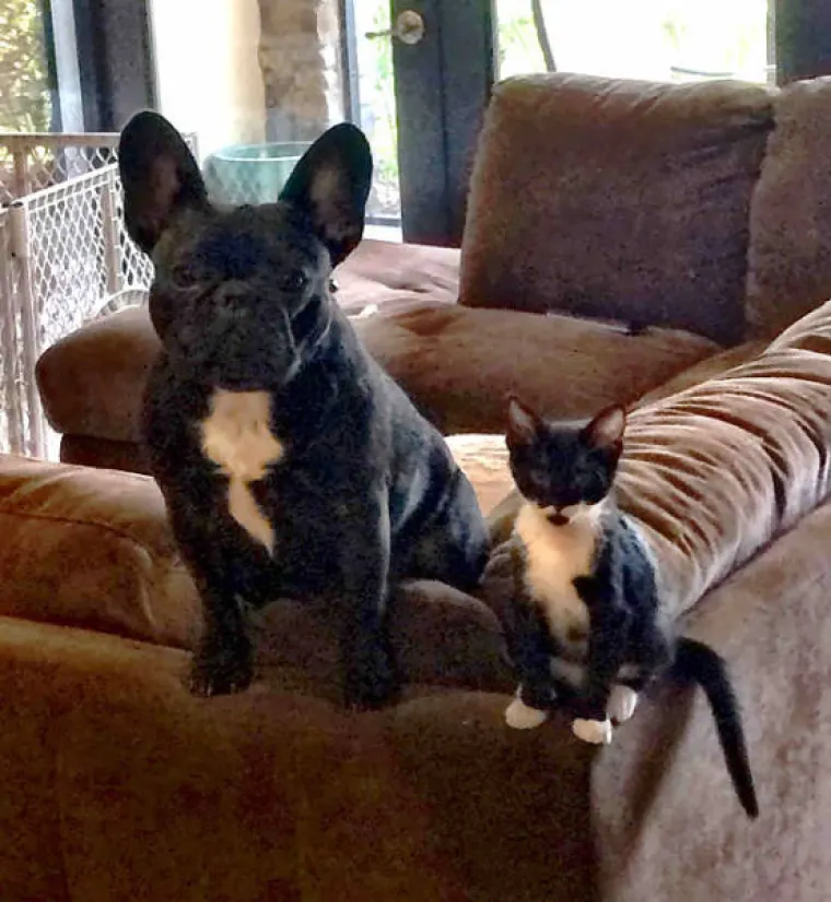 NAJČUDNIJI PAROVI ŽIVOTINJA! Imaju istog tatu, ali različite mame?