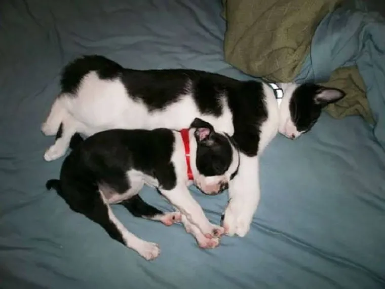 NAJČUDNIJI PAROVI ŽIVOTINJA! Imaju istog tatu, ali različite mame?