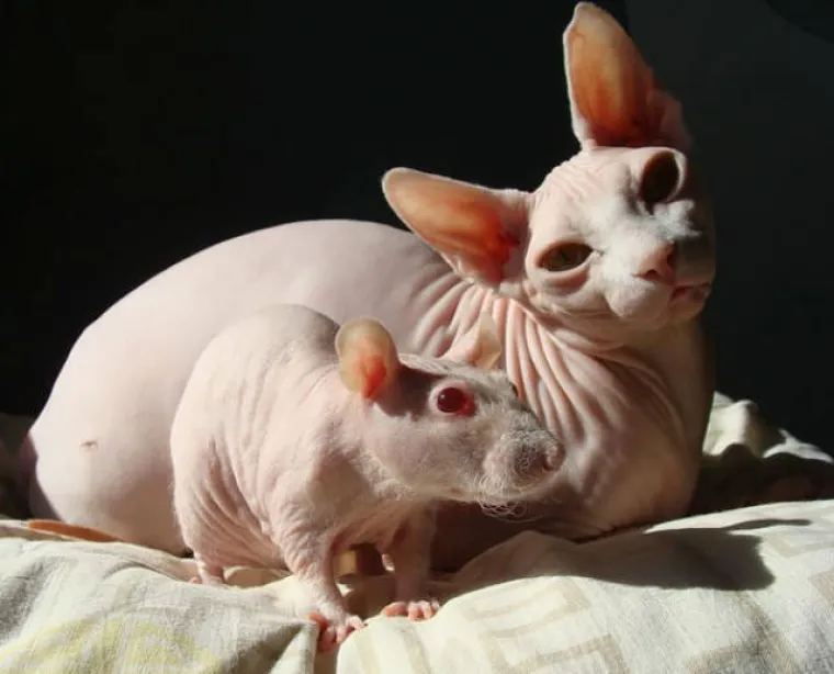 NAJČUDNIJI PAROVI ŽIVOTINJA! Imaju istog tatu, ali različite mame?