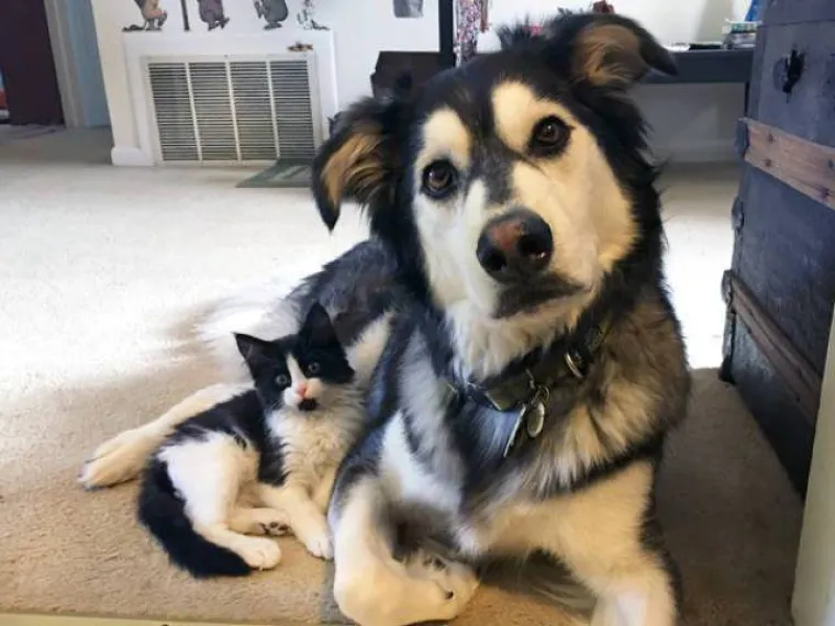 NAJČUDNIJI PAROVI ŽIVOTINJA! Imaju istog tatu, ali različite mame?