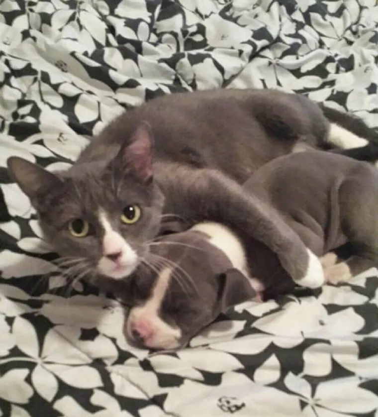 NAJČUDNIJI PAROVI ŽIVOTINJA! Imaju istog tatu, ali različite mame?