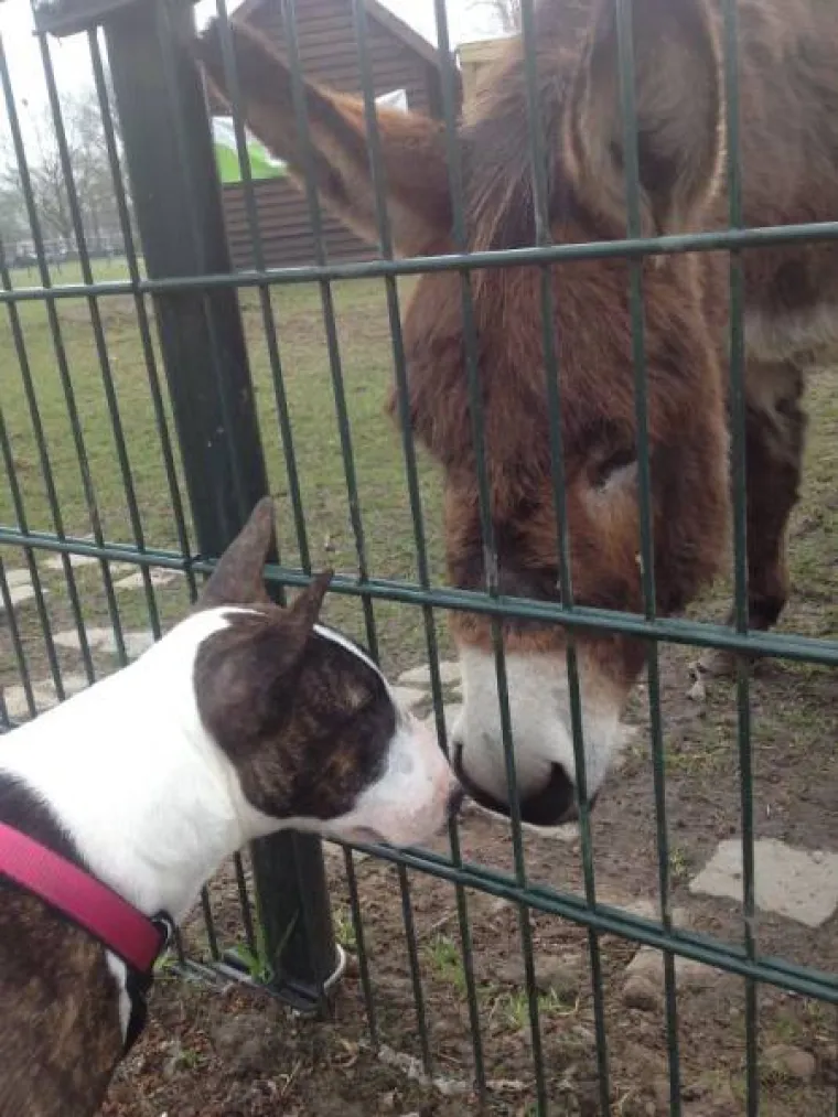 NAJČUDNIJI PAROVI ŽIVOTINJA! Imaju istog tatu, ali različite mame?